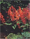 Salvia splendente, Salvia splendida